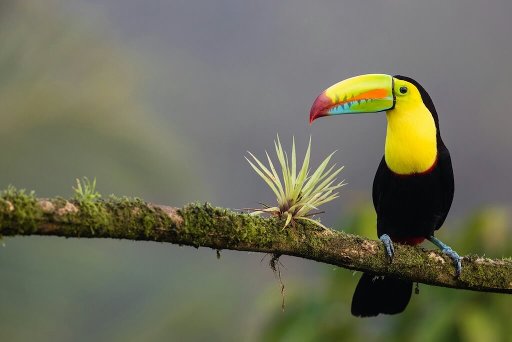 costa rica